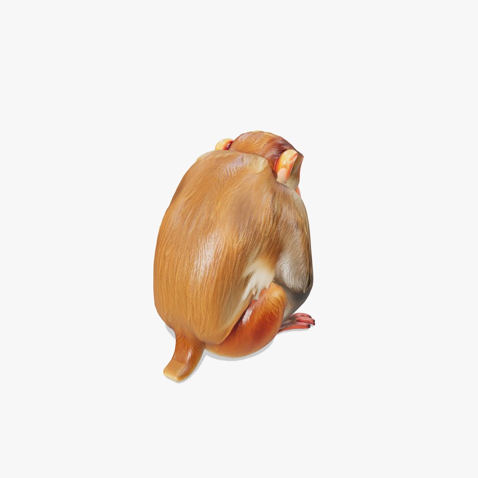 Proboscis Monkey 3D Model with Detailed Reddish-Brown Fur